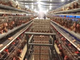 Makin Diminati Karena Tingkatkan Hasil Produksi, Program Electrifying Agriculture PLN Capai 230 Ribu