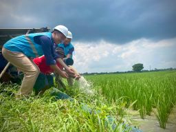 _Electrifying Agriculture_ PLN, Bikin Biaya Operasional Petani di Pekalongan Jateng Hemat 80%