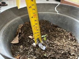 Polres Gresik Amankan 4 Pot Pohon Ganja di Rumah Terduga Pengedar Narkoba   