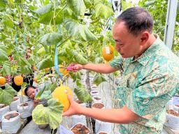 Wujudkan Ketahanan Pangan, PLN UIP JBTB Salurkan Bantuan Program TJSL untuk Petani Milenial Melon