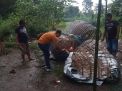 Polres Jombang Bongkar Perjudian Sabung Ayam, Dua Pelaku Ditangkap