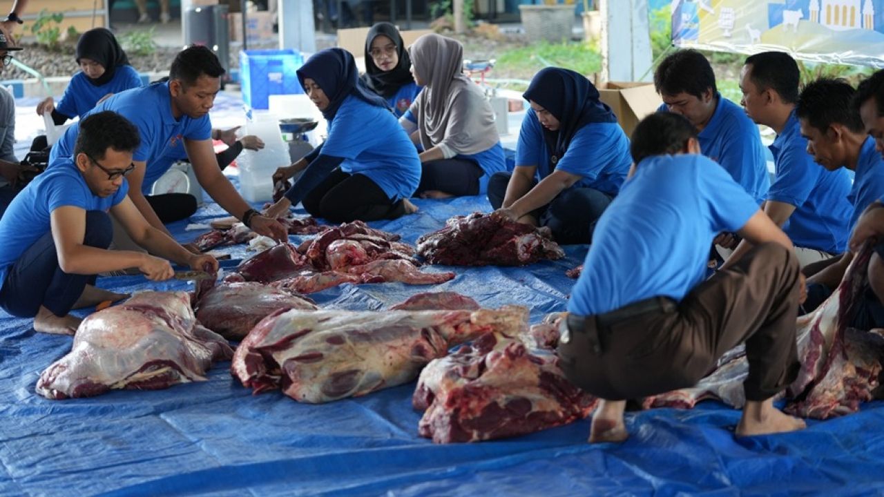 “Memperingati Hari Raya Idul Adha 1445 H, PT PLN Persero UIP JBTB Gelar Penyembelihan dan Penyalur