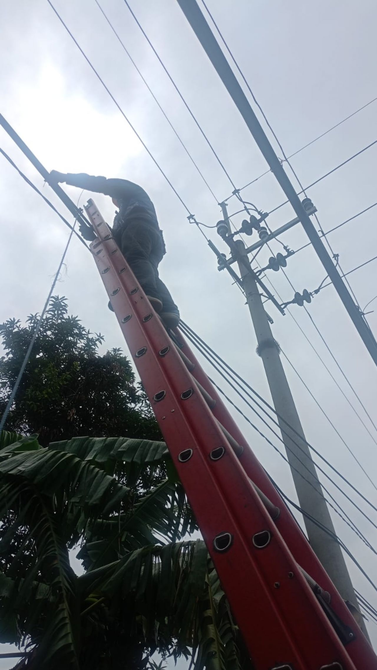 Langkah Proaktif PLN Icon Plus Tertibkan Kabel Ilegal di Tiang PLN Kota Surabaya Guna Estetika dan Keandalan Jaringan