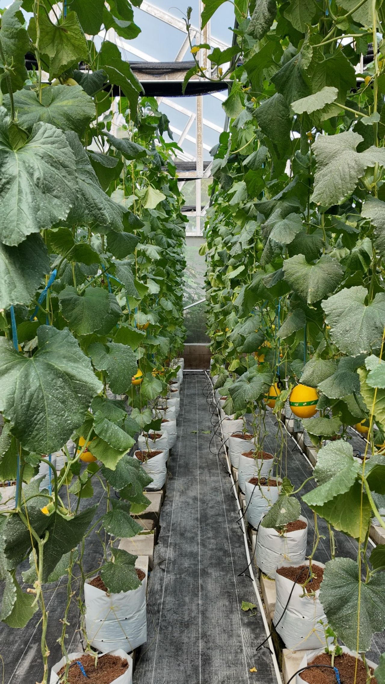 Hadirkan Harapan Baru di Desa Winong: PLN UIP JBTB dan Karang Taruna Sukses Panen Perdana 600 Buah Melon New Kinanti Hidroponik