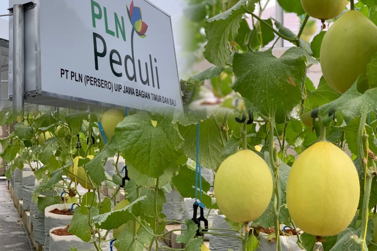 Wujudkan Ketahanan Pangan, PLN UIP JBTB Dorong Budidaya Melon Hidroponik Melalui Pembangunan Greenhouse di Desa Winong Boyolali