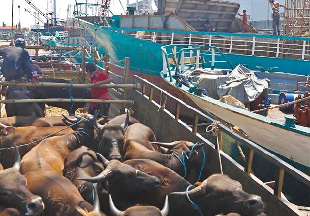 Ditpolairud Polda Jatim Lakukan Pengawasan Peredaran Hewan Ternak Melalui Dermaga