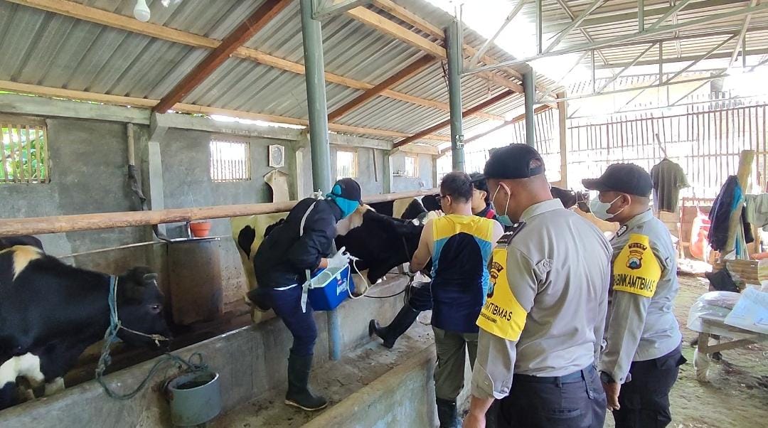 Bersama Vaksinator, Polres Batu Terjunkan Bhabinkamtibmas Gelar Vaksinasi Hewan Ternak